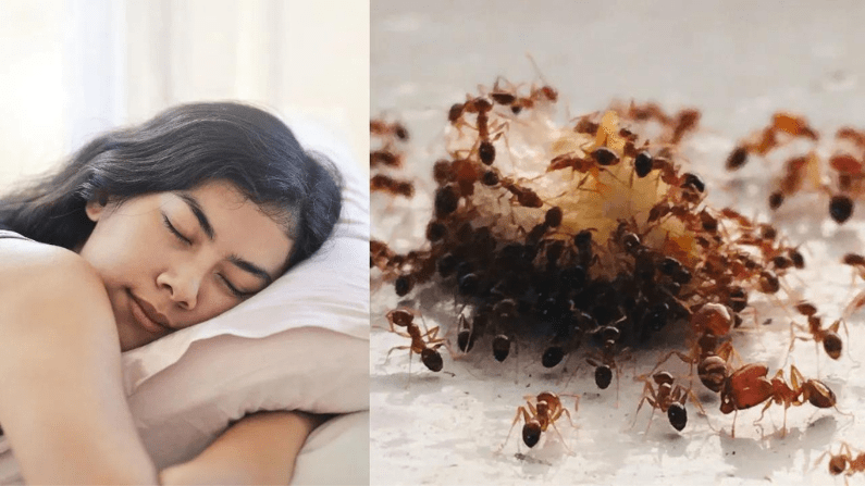 significado de sueños Soñar con Hormigas
