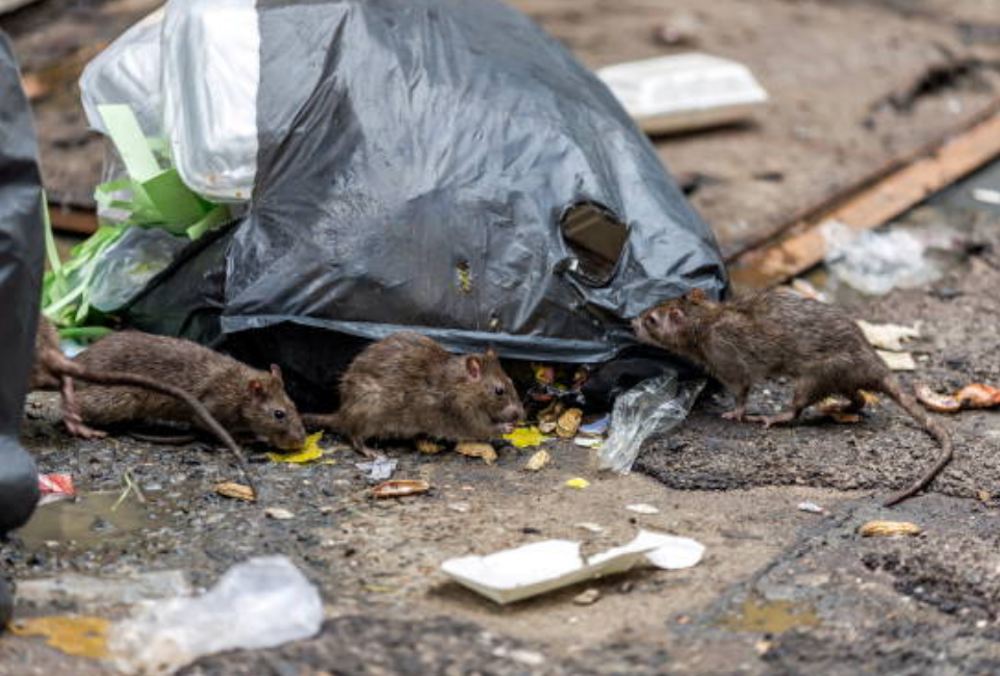 SOÑAR CON RATAS