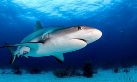 ¿Que Significa Soñar con Tiburones?