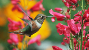 ¿Que significa soñar con colibri?