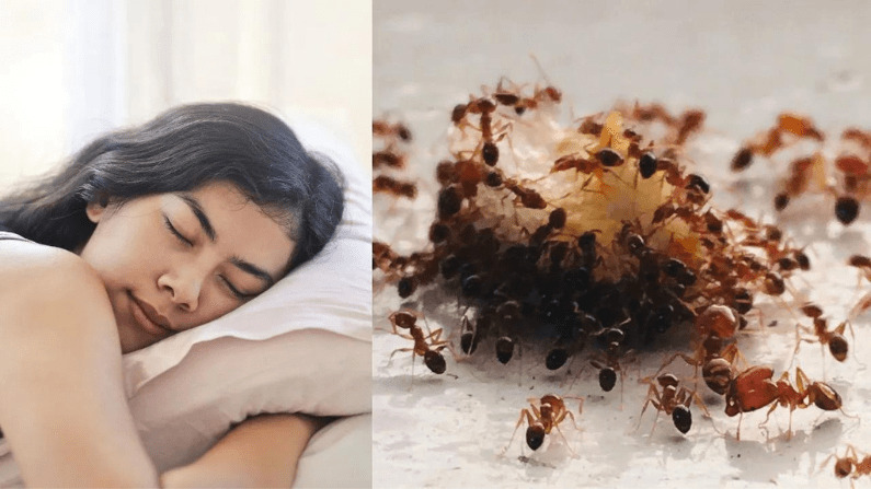 ¿Que significa Soñar con Hormigas?